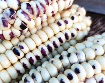 Montana Cudu Maíz - Zea mays - Vegetal de herencia rara