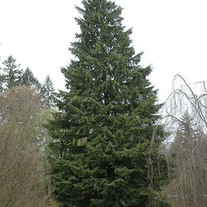 Árbol Hemlock occidental - Tsuga heterophylla - Semillas raras de &#39;árbol Bonsai&#39; - Hemlock de montaña, verde-amarillo, Tsuga, Hemlock canadiense, Pinaceae