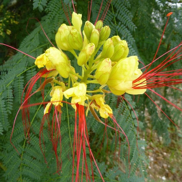 Paradiesvogel Strauch - Caesalpinia gilliesii - Seltene 'Pflanzen' Samen - Kranich-Blume, Gelb-Rot, Strelitzie, Pfauenblume, Zwerg Weihnachtsstern