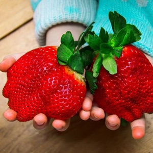 以下が含まれることがあります： 人の手に持たれた、緑の葉のついた、大きく明るい赤いイチゴが2つ