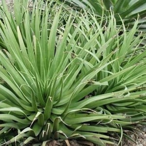 Squid Agave - Agave bracteosa - Rari semi &#39;Succulent&#39; - Spider Agave, Green-Yellow, Squid Ink Agave, Octopus Agave, Kraken Agave, Asparagaceae