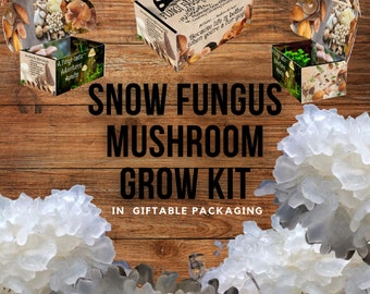 Snow Fungus Mushroom Growing Kit - Tremella fuciformis - DIY Spawn Spore Plugs Mushroom Grow Kit with gift Box - Indoor Fungi Cultivation