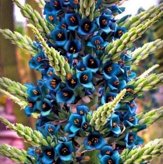 Trkis Puya - Puya Berteroniana - Seltene 'Bromelie' Samen - Blaue Fackel,  Blaugrn, Saphirturm, Andensaphir, Trkissaphir - Etsy sterreich