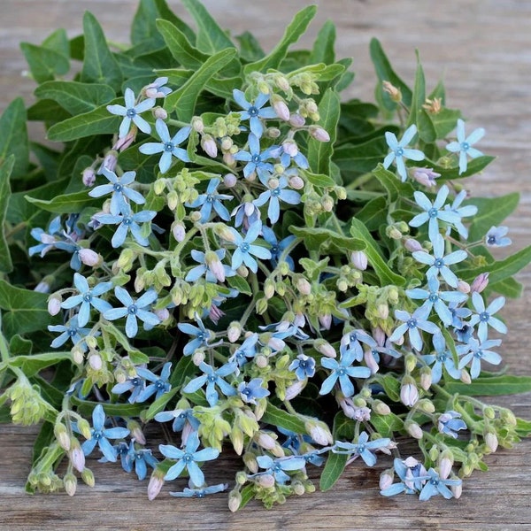 Heavenly Blue Milkweed / Tweedia - Oxypetalum coeruleum - Rari semi di "pianta" - Blue Milkweed, Blue-Green, Southern Star, Blue Alstroemeria