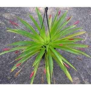 The common name for this is Tillandsia complanata (Compliments Airplant). Other Common names for this rare Air plant species are: Compliments Airplant: air plant, Spanish moss, old mans beard. We only sell rare seeds of rare plants.