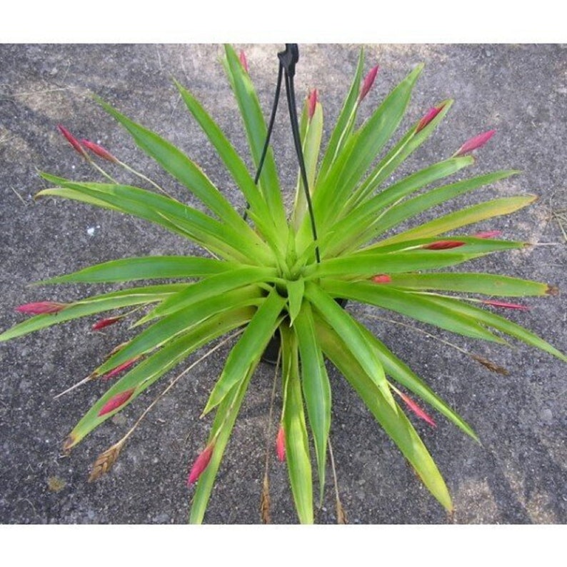 The common name for this is Tillandsia complanata (Compliments Airplant). Other Common names for this rare Air plant species are: Compliments Airplant: air plant, Spanish moss, old mans beard. We only sell rare seeds of rare plants.