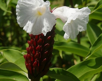 Imbir krepowy - Hellenia speciosa / Cheilocostus speciosus - Rzadkie nasiona „roślin” - Kwiat girlandy, Biało-czerwony, Imbir spiralny, Kosztowate