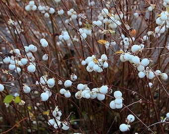 Snowberry / Wax Berry - Symphoricarpos albus - Rare 'Plants' Species - Ghostberry, White-Brown, White Coralberry,White Pearlberry, Iceberry