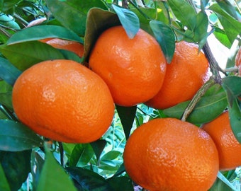 Mandarin Orange / Tangerine / Weihnachtsorange - Citrus reticulata - Seltene 'Frucht' Samen - Satsuma, Clementine, Naartjie, Pixie