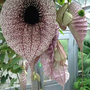 Puede incluir: Una flor grande, blanca y morada con un centro oscuro. La flor cuelga de una vid y tiene una superficie texturizada única.