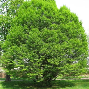 Peut inclure: Un grand arbre aux feuilles vert vif, occupant la majeure partie de l'image. L'arbre est situé dans un parc, avec de l'herbe et d'autres arbres en arrière-plan. Le feuillage est dense et crée une forme pleine et arrondie.