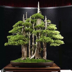 May include: A bonsai tree with multiple trunks, each with a weathered, white bark. The tree has a lush green canopy and is potted in a brown ceramic pot. The bonsai is displayed on a wooden stand.