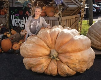 Calabaza gigante del Atlántico - Cucurbita sp. - Vegetal ancestral poco común