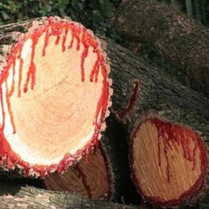 Bloodwood Tree - Bleeding Tree - Pterocarpus angolensis - Semillas raras de &#39;Plantas&#39; - Satinheart Tree, Brown-Red, Munirri Tree, Scrub Ironwood