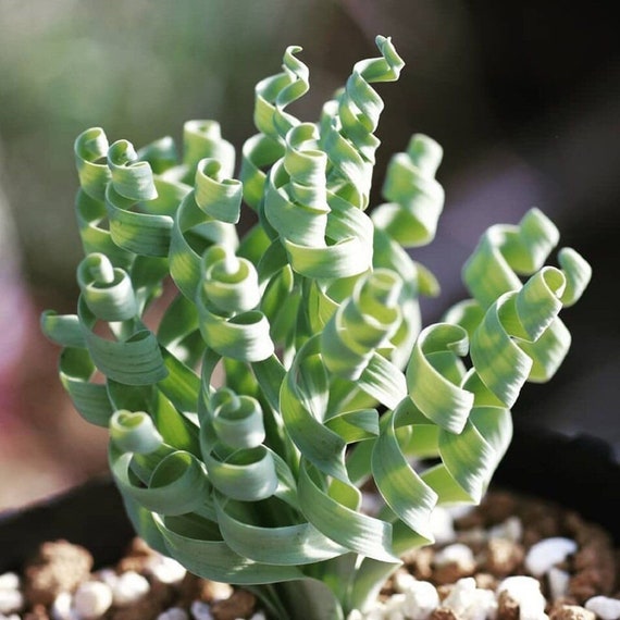 Albuca Concordiana Plant, What is Albuca concordiana, Asparagaceae, how to grow albuca concordiana