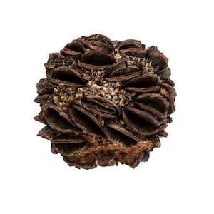 May include: A brown, dried, spiky, round, seed pod with a textured surface. The pod is covered in small, white, seed-like structures.