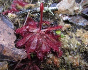 Montana Sileshår - Drosera tomentosa - Sällsynta 'Köttätande' Frön - Ullig Sileshår, Rosa-Röd, Kap Sileshår, Rödbladig Sileshår, Daggbladig Sileshår