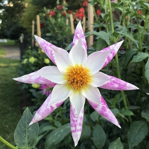 Molinete de orquídeas Dahlia - Dahlia pinnata - Semillas raras de 'plantas' - Dahlia Pinwheel, Collarette Dahlia, Peony Dahlia, Waterlily Dahlia, Pompon Dahlia