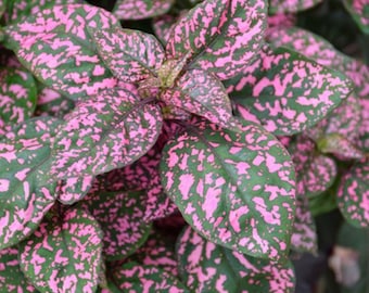 Pink Polka Dot Plant - Hypoestes phyllostachya -  Rare and Exotic Plants Seeds