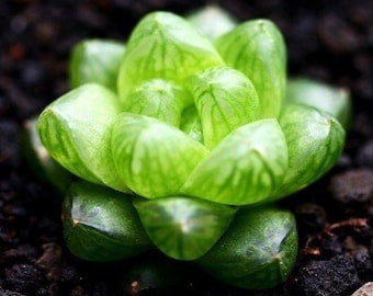 Ventana de la Catedral Haworthia - Harworthia cymbiformis - Semillas 'Suculentas' Raras - Cactus Cebra, Verde-Amarillo, Planta Perla, Planta Ventana Estrella