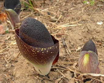 Darkside Lily - Amorphophallus Aphyllus - Zeldzame plantenzaden - Olifantsyam, zwartbruin, witgevlekte reuzenaronskelk, schaduwlelie, obsidiaanlelie