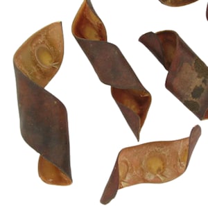 May include: Four brown, curled, dried bark pieces. The bark is twisted and has a light brown interior.