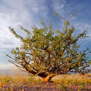 May include: A tree with green foliage and brown branches, set against a blue sky with wispy clouds. The tree is in a dry, grassy landscape, with yellow and brown vegetation. A natural scene.
