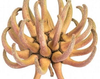 Vagens de Spidergum - Fruta exótica de eucalipto - Garra de Spidergum - Usada para diversos fins decorativos - Excelente em recipientes de vidro