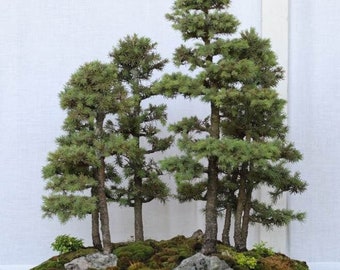 White Spruce Bonsai Tree - Picea Glauca - Rare 'bonsai Tree' Seeds -  Canadian Spruce, Brown-green, Alberta Spruce, Frosty Evergreen Bonsai -  Etsy Canada