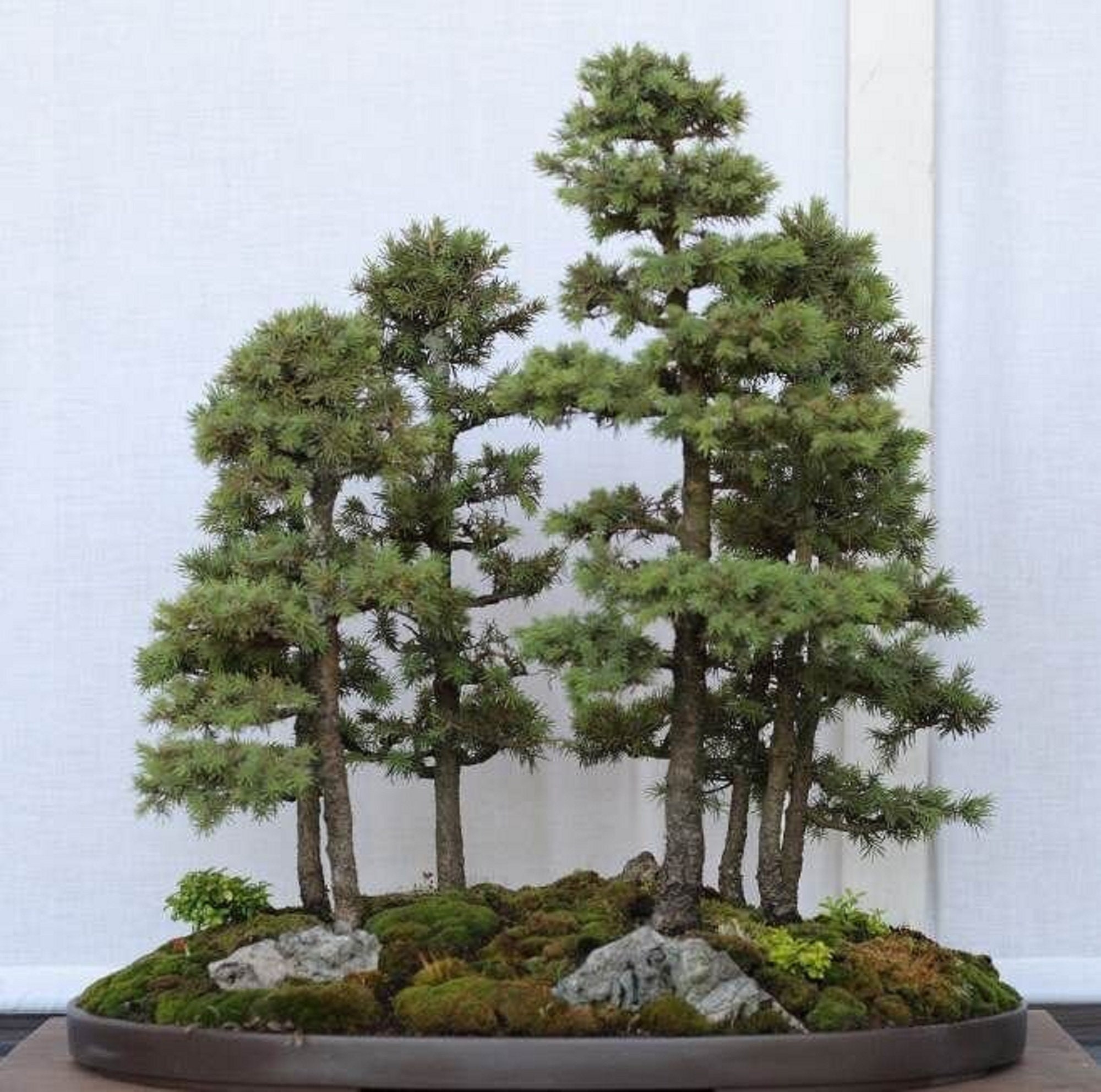 Weiss Fichte Bonsai Baum - Picea glauca - Seltene 'Bonsai Baum' Samen -  Kanadische Fichte, Braun-Grn, Alberta Fichte, Frostige Immergrne Bonsai -  Etsy Schweiz