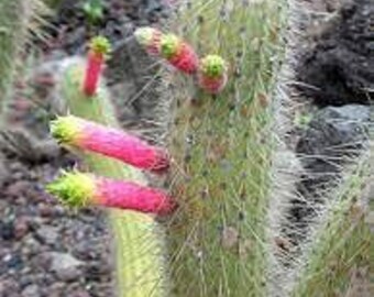 Firecracker Cactus - Cleistocactus smaragdiflorus - Rare Cactus Seeds - Mammillaria Bombycina, Green-Pink, Powder Puff Cactus, Nipple Cactus