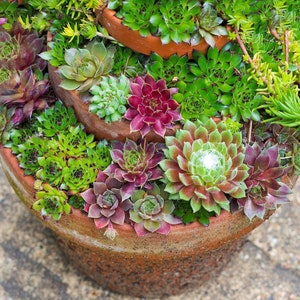 May include: A terracotta pot filled with a variety of succulent plants, including green, red, and purple varieties. The plants are arranged in a tiered pattern, creating a visually appealing display.