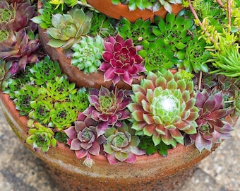 Mélange poules et poussins - Sempervivum spp - Graines rares « succulentes » - Mélange Sempervivum, vert-rose, joubarbes, mélange Sempervivum, mélange joubarbes