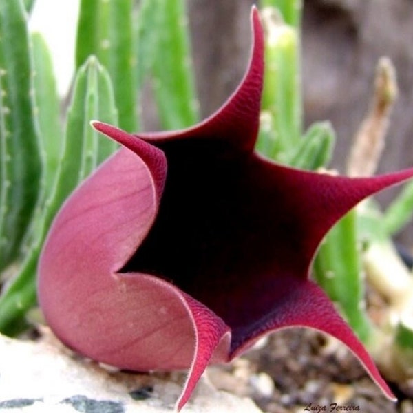 Leendertz's Carrion Flower - Stapelia Leendertziae - Rare 'Succulent Plants' Seeds - Stinky Starfish Flower, Starfish Flower, Scaly Bud