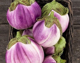 シチリア産ローザビアンカナス - Solanum melongena - 希少な伝統野菜