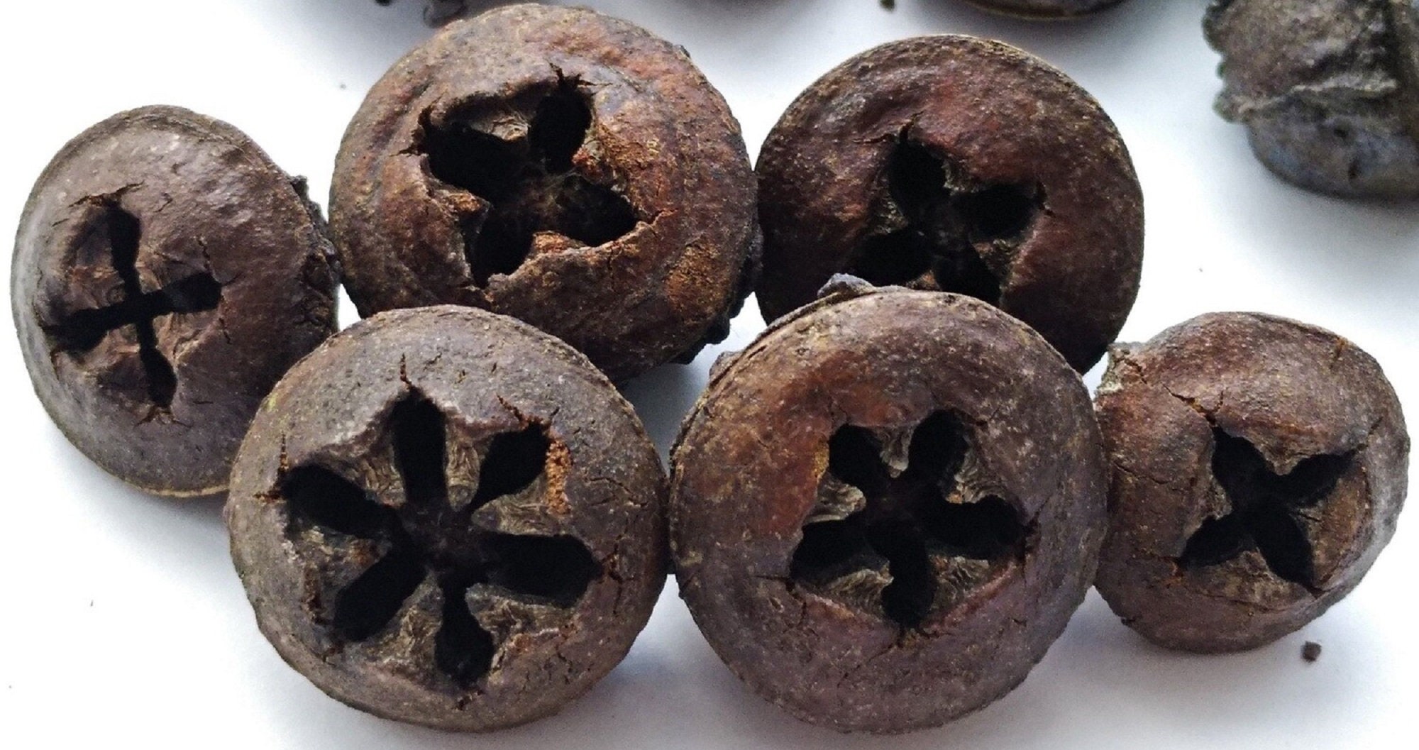 Eucalyptus Button Pods - Nutrizione per bioattivo - Baccelli di eucalipto per tannini dell'acquario - Baccelli di lunga durata con nutrizione