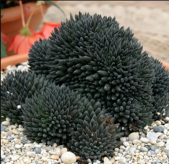 Chinese Jade - Sinocrassula Yunnanensis - Rare Succulent Seeds - Jade Plant,  Black-green, Friendship Tree, Money Plant, Friendship Tree - Etsy Denmark