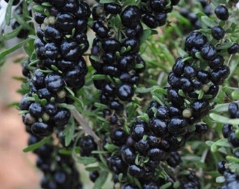 Black Goji Berry / Black Wolfberry - Lycium ruthenicum - Semillas raras de 'fruta' - Black Chinese Wolfberry, Black-Green, Black Matrimony Vine