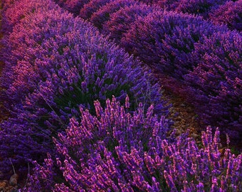 Lavanda inglesa - Lavandula angustifolia - Semillas de 'planta' raras - Lavanda verdadera, rosa púrpura, lavanda común, lavanda común