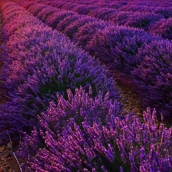 English Lavender - Lavandula angustifolia - Rare 'Plant' Seeds - True Lavender, Purple-Pink, Common Lavender, Lamiaceae, Common Lavender