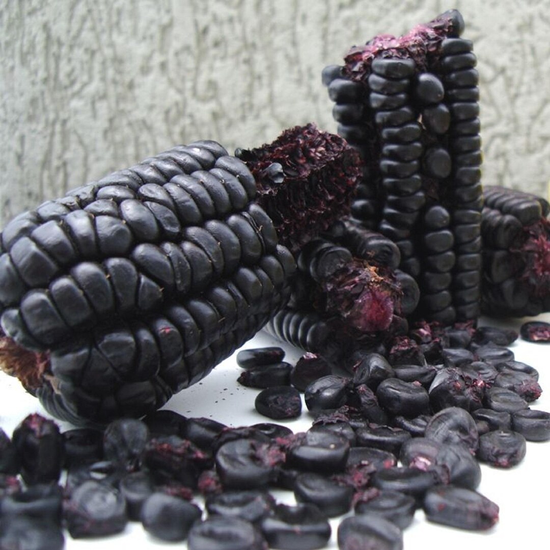 100 semi mais nero per polenta 100 popcorn raccolti 15 07 2025 omaggio 100 semi mais nero per polenta 100 popcorn raccolti 15 07 2025 omaggio