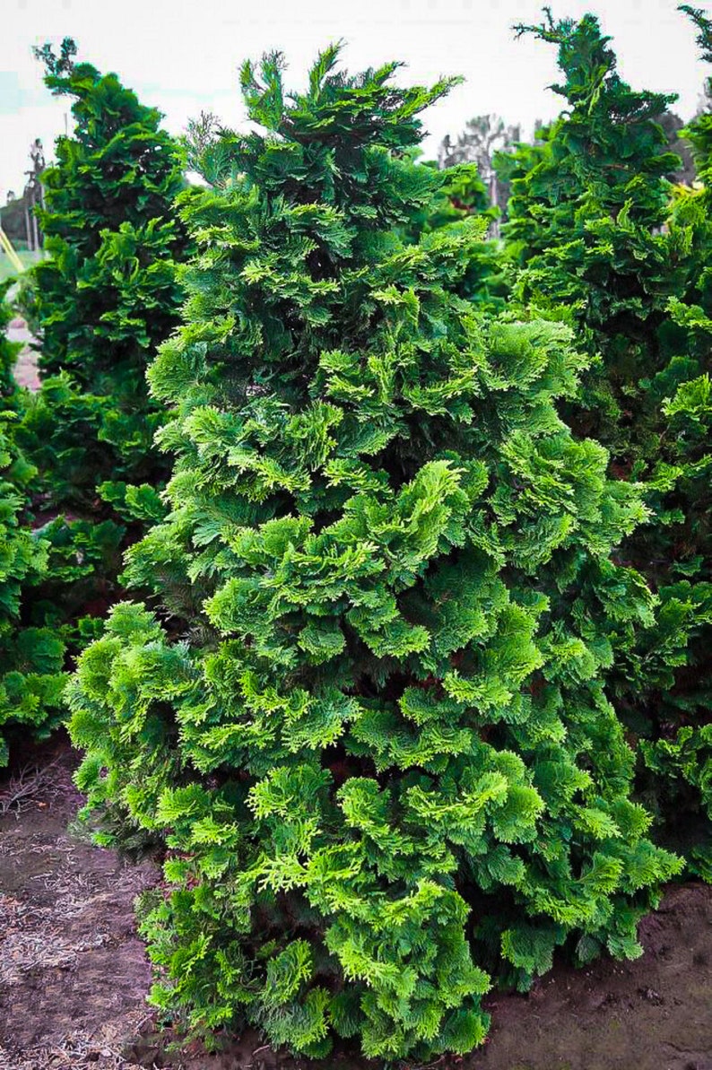 Japanese False Cypress Tree Chamaecyparis obtusa Rare 'Bonsai Tree' Seeds Sawara False Cypress Bonsai Tree, Japanese False Arborvitae image 1