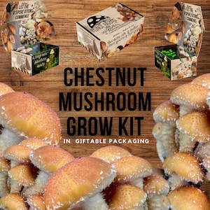 Chestnut Mushroom Growing Kit - Pholiota adiposa - DIY Spawn Spore Plugs Mushroom Grow Kit with gift Box - Indoor Fungi Cultivation