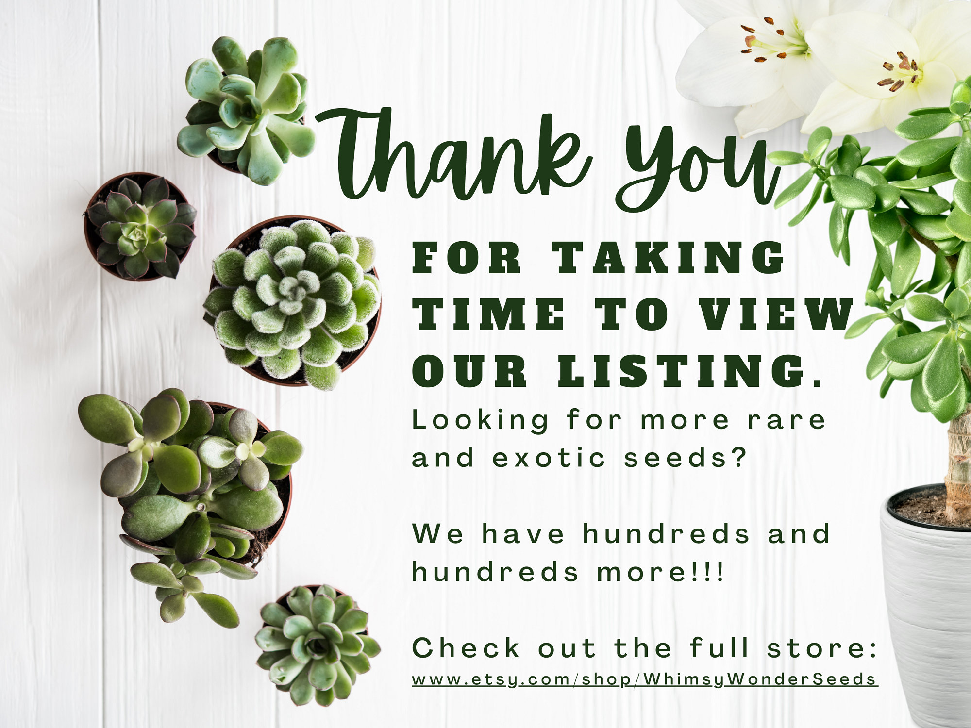 ウエスタンヘムロックの木 - Tsuga heterophylla - 珍しい「盆栽の木」の種子 -  マウンテンヘムロック、緑黄色、ツガ、カナダヘムロック、マツ科 - Etsy 日本