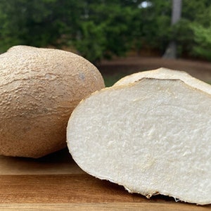 Jicama / Mexican Turnip - Pachyrhizus erosus - Rare Heirloom Vegetable