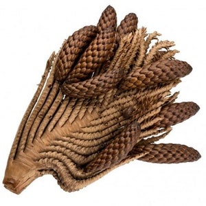 May include: A close-up of a dried brown cycad cone with multiple brown cones clustered together. The cones are arranged in a spiral pattern and have a rough, textured surface.