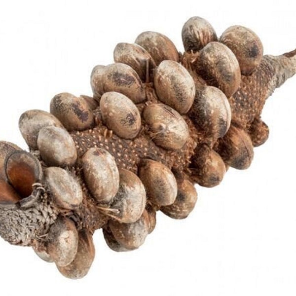 Rocarpa Pod - Also Known as Banksia Sphaerocarpa - Dried Flowers and Natural Decoration