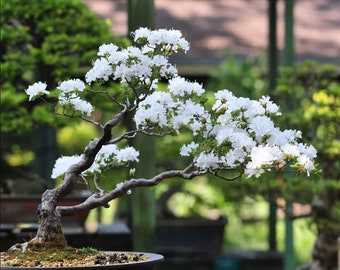 Árbol Bonsái de Cerezo de Santa Lucie - Prunus mahaleb - Semillas raras de 'Bonsái' - Cereza Acerola, Cereza de Barbados, Cereza de las Indias Occidentales, Cereza de las Antillas