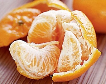 Clementine / Mandarine / Weihnachtsorange - Citrus × Clementina - Seltene 'Frucht'-Samen - Satsuma, Orange-Gelb, Honigmandarine