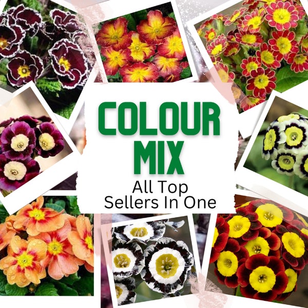 Primrose Mix - Primula auricula - Rare 'Plant' Seeds - Primrose, Yellow-Red, Primula, Vibrant Garden Primrose Mix,Floral Fusion Primrose Mix